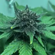 Red Tropicana Cookies