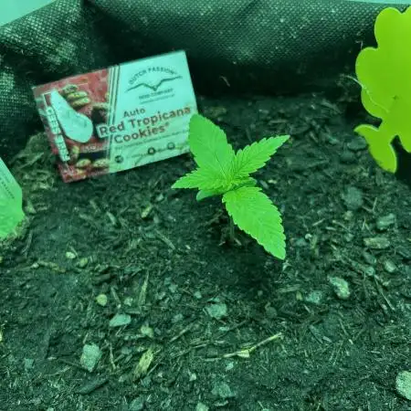 Red Tropicana Cookies