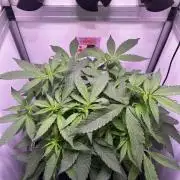 Thunder Banana Reveg.