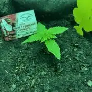 Red Tropicana Cookies