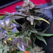 Thunder Banana Reveg.