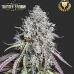 Thunder Banana