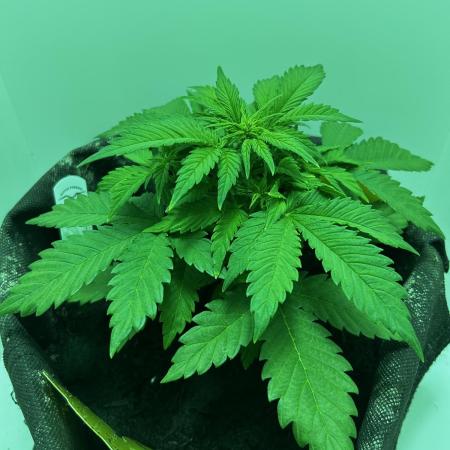 Red Tropicana Cookies