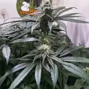 Thunder Banana Reveg.