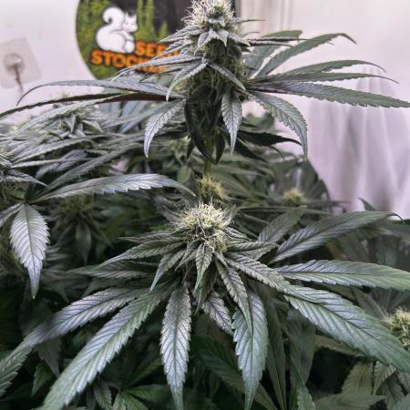 Thunder Banana Reveg.