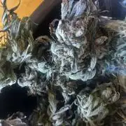 Ice Cream Haze