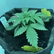 Red Tropicana Cookies