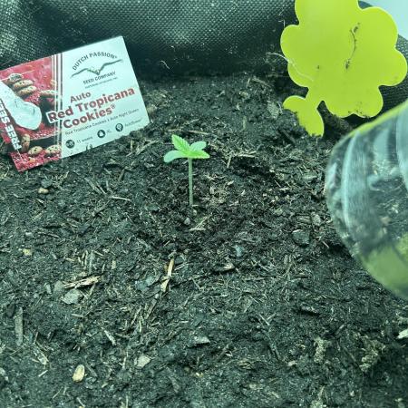 Red Tropicana Cookies