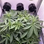 Thunder Banana Reveg.