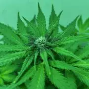 Red Tropicana Cookies