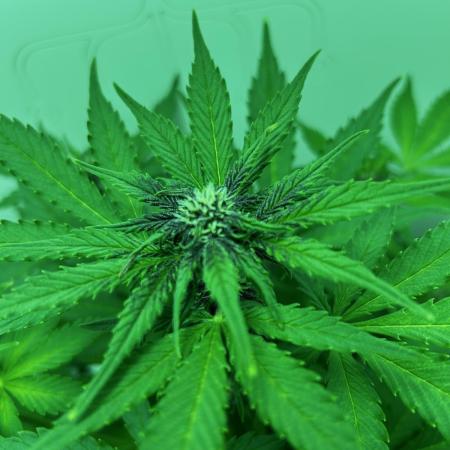 Red Tropicana Cookies