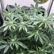 Thunder Banana Reveg.