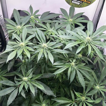 Thunder Banana Reveg.