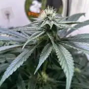 Thunder Banana Reveg.