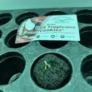 Red Tropicana Cookies