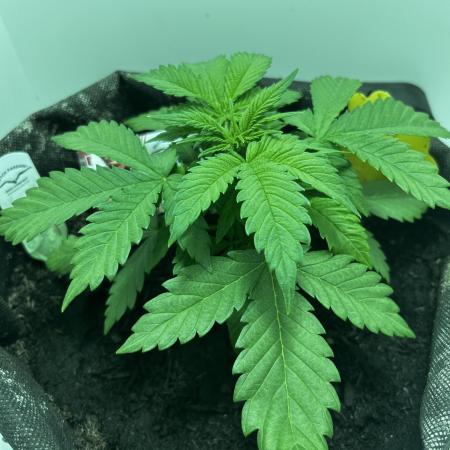 Red Tropicana Cookies