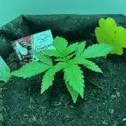 Red Tropicana Cookies