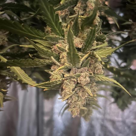 Red Tropicana Cookies Summergrow