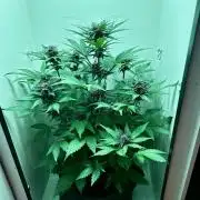 Red Tropicana Cookies