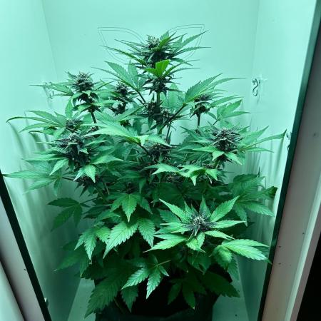 Red Tropicana Cookies