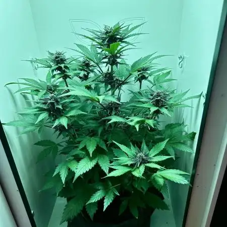 Red Tropicana Cookies