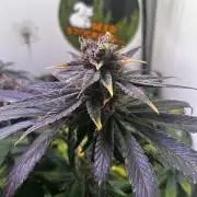 Thunder Banana Reveg.