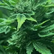 Ice Cream Haze