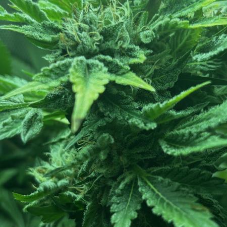 Ice Cream Haze
