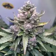 Red Tropicana Cookies Summergrow