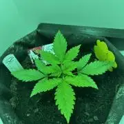 Red Tropicana Cookies