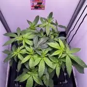 Thunder Banana Reveg.