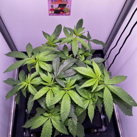 Thunder Banana Reveg.