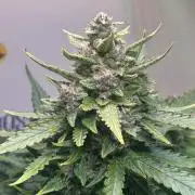 Red Tropicana Cookies Summergrow