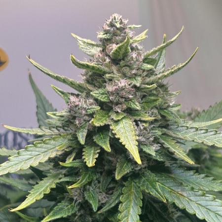 Red Tropicana Cookies Summergrow