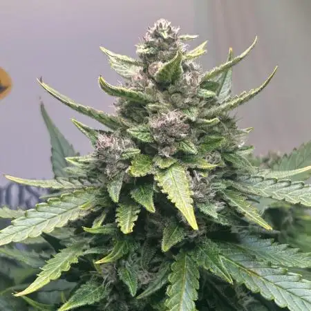 Red Tropicana Cookies Summergrow