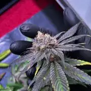 Thunder Banana Reveg.