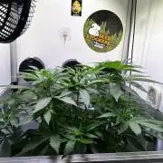 Thunder Banana Reveg.