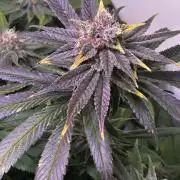 Thunder Banana Reveg.