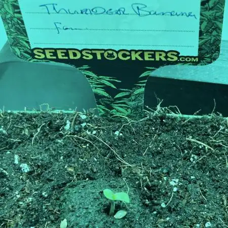 Thunder Banana