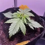 Pink Rosay Auto