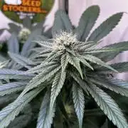 Thunder Banana Reveg.