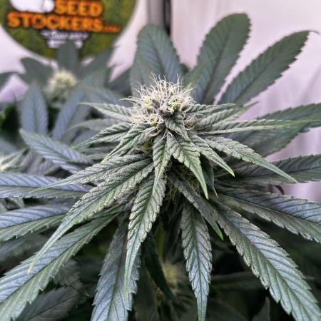 Thunder Banana Reveg.