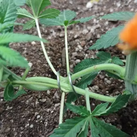 My first indoor grow 