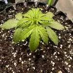 Californian Snow Auto