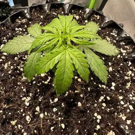 Californian Snow Auto