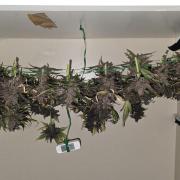 LSD-25 AUTO DWC