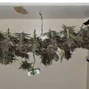 LSD-25 AUTO DWC