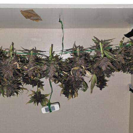 LSD-25 AUTO DWC