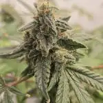 Indica Cream DWC