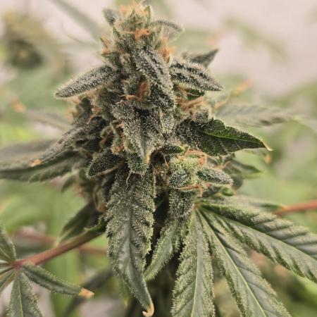 Indica Cream DWC